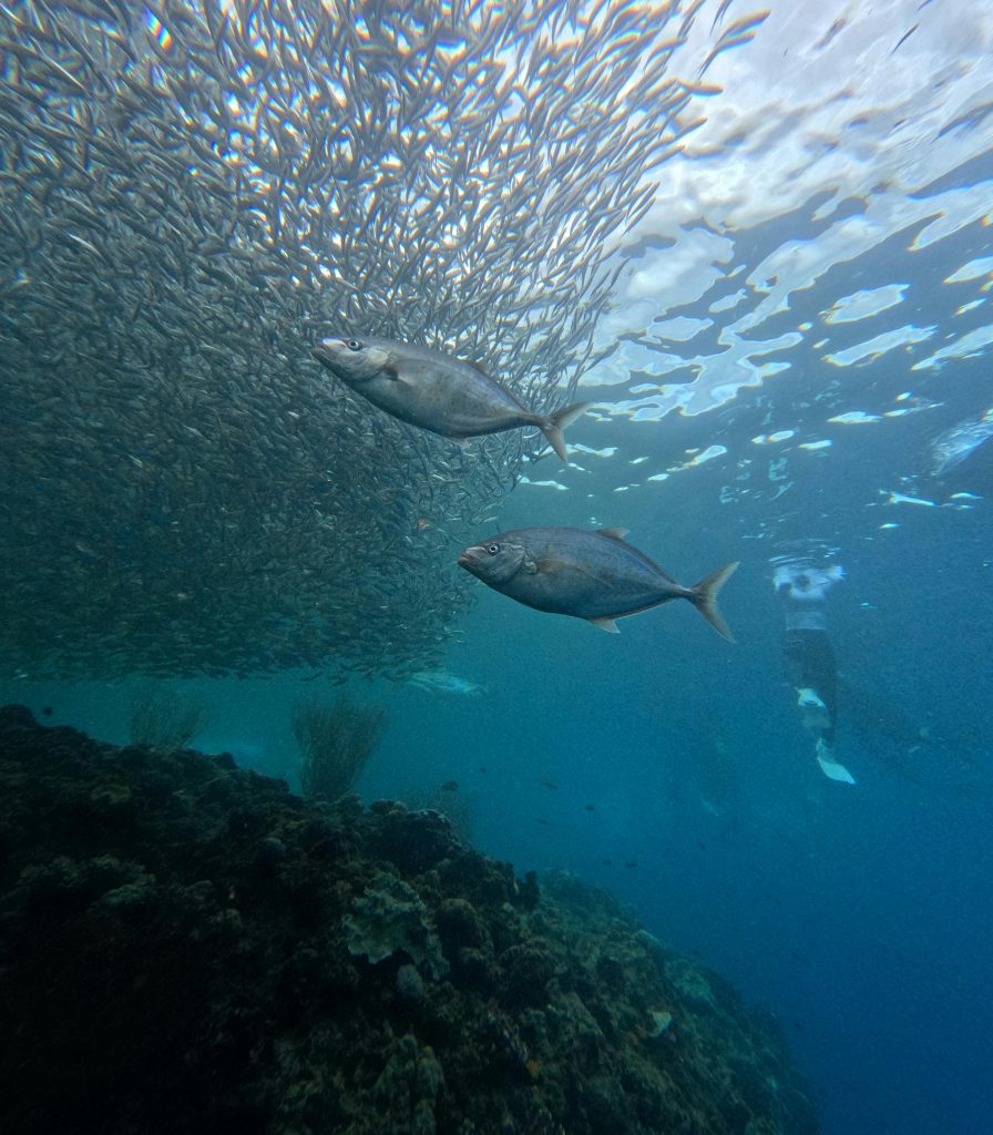Diverse marine life including fish school and diver in vibrant coral reef ecosystem.
